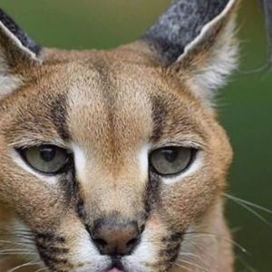 Meet your Posher, Maureen